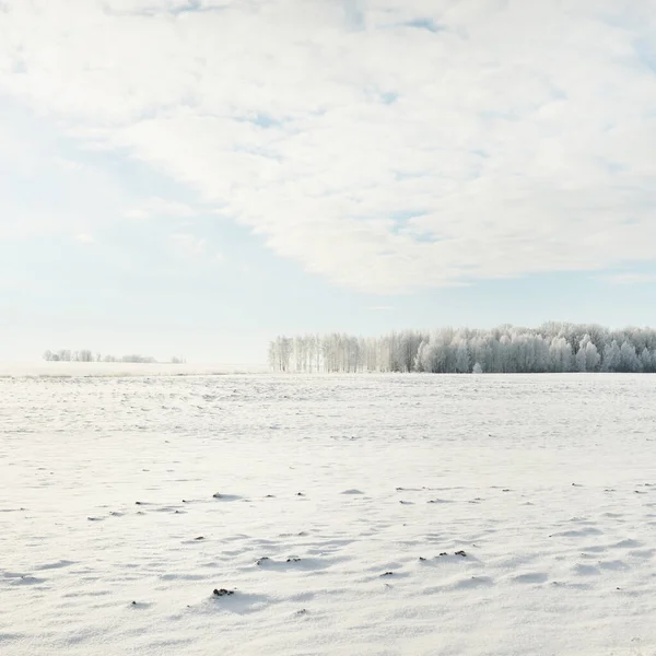 Orman çayırı ve kır arazisi. Saf güneş ışığı, açık mavi gökyüzü. Kış Harikalar Diyarı. Idyllic kırsal kesim. Ekoloji, eko turizm, çevre koruma, noel tatilleri, kayak, uzak yerler