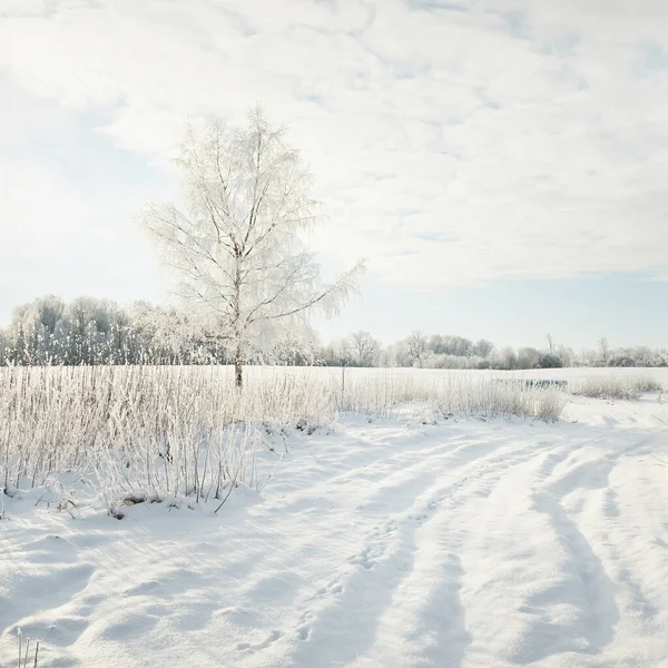 Snow Covered Trees Pure Sunlight Clear Blue Sky Winter Wonderland — Fotografia de Stock