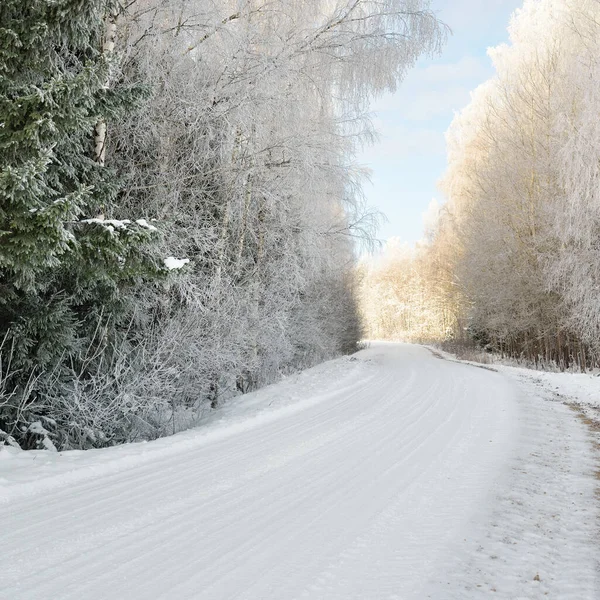 阳光灿烂的日子 穿过白雪覆盖的森林公园 高大的常绿树 柔和的阳光 冬天的仙境Idyllic景观 圣诞假期 生态旅游 滑雪主题 — 图库照片