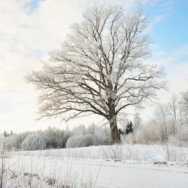 Mighty Oak Tree Snow Covered Field Human Tracks Fresh Snow — 스톡 사진