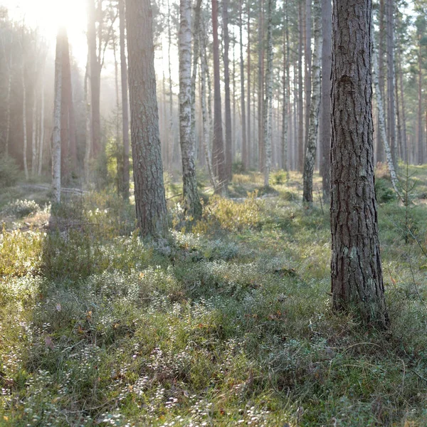 Görkemli Evergreen Ormanı. Güçlü çam ve çam ağaçları, yosun, eğrelti otu, bitkiler. Yumuşak güneş ışığı. Baharın başında. Saf doğa. Ekoloji, yürüyüş, temiz hava, sağlıklı yaşam tarzı kavramları.