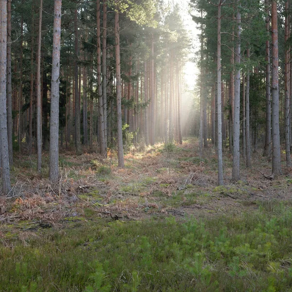 Majestátní Věčně Zelený Les Mohutné Borovice Smrky Mech Kapradiny Rostliny — Stock fotografie