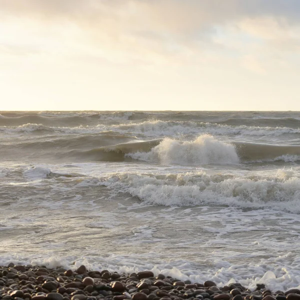Gün batımında Baltık Denizi. Dramatik gökyüzü, mavi ve pembe parlayan bulutlar, altın güneş ışığı. Dalgalar, su sıçratma. Resimli manzara, deniz manzarası, doğa. Panoramik görünüm,