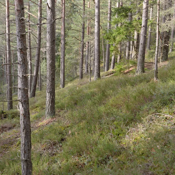 Görkemli Evergreen Ormanı. Güçlü çam ve çam ağaçları, yosun, eğrelti otu, bitkiler. Yumuşak güneş ışığı. Baharın başında. Saf doğa. Ekoloji, yürüyüş, temiz hava, sağlıklı yaşam tarzı kavramları.