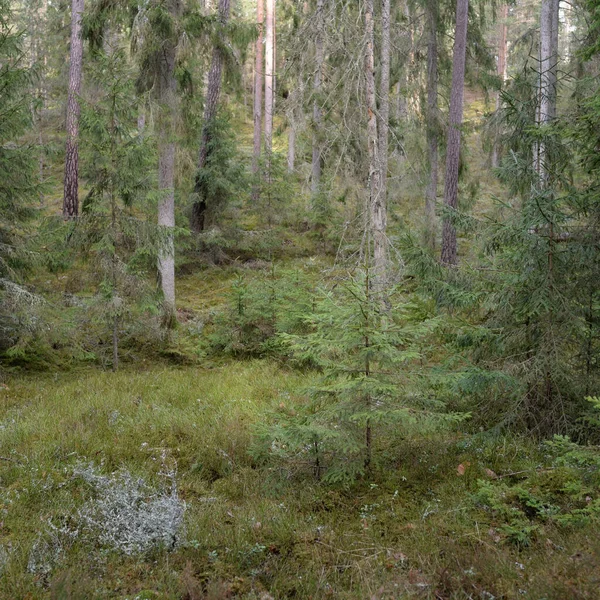 Majestic Evergreen Forest Mighty Pine Spruce Trees Moss Fern Plants — Stock Photo, Image