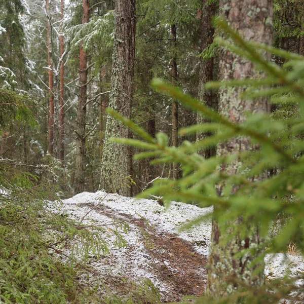 Colinas Cobertas Neve Uma Majestosa Floresta Perene Pinheiros Poderosos Árvores — Fotografia de Stock