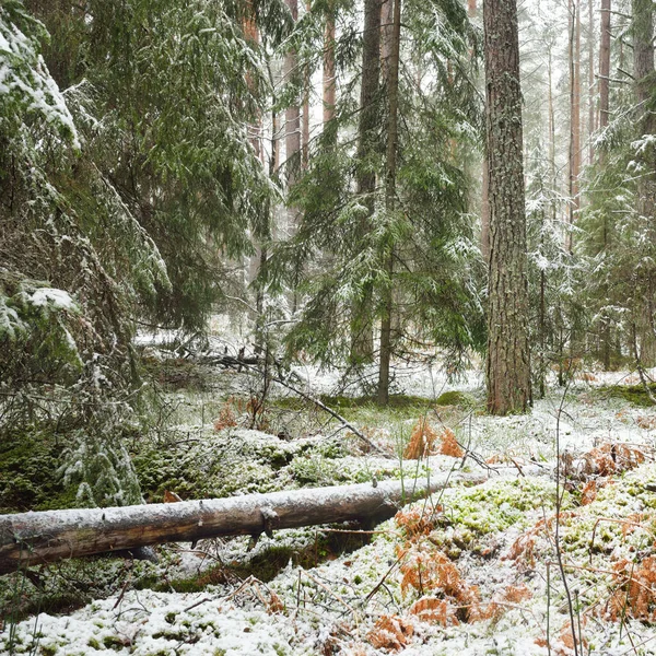 Pathway Snow Covered Overgrown Hill Majestic Evergreen Forest Mighty Pine — Fotografia de Stock