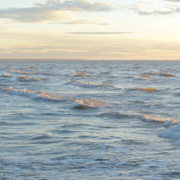 Gün batımında Baltık Denizi. Dramatik gökyüzü, mavi ve pembe parlayan bulutlar, altın güneş ışığı. Dalgalar, su sıçratma. Resimli manzara, deniz manzarası, doğa. Panoramik görünüm