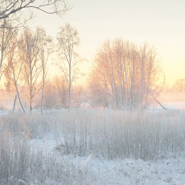 Atmospheric Landscape Snow Covered Evergreen Forest Sunrise Pure Golden Sunlight — Fotografia de Stock