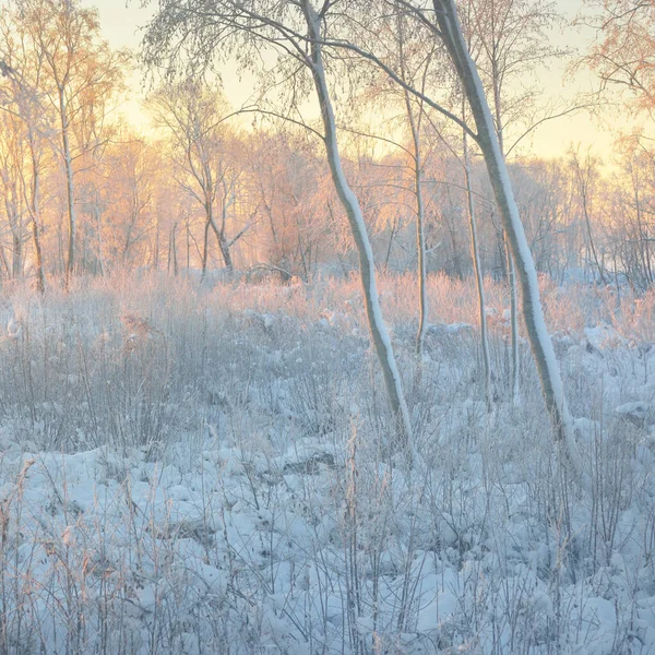 Atmospheric Landscape Snow Covered Evergreen Forest Sunrise Pure Golden Sunlight — Photo