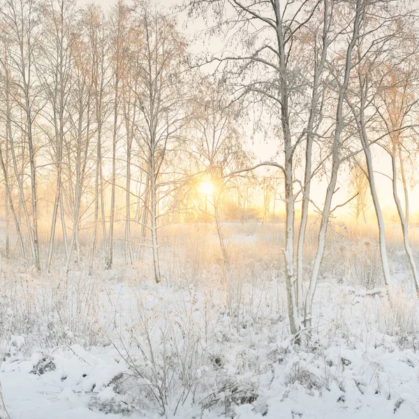 Güneş doğarken, karla kaplı, yemyeşil bir ormanın atmosferik manzarası. Saf altın güneş ışığı. Güçlü ağaçlar, ağaç kütükleri, kar tepeleri. Kış Harikalar Diyarı. Mevsimler, ekoloji, eko-turizm, Noel tatilleri