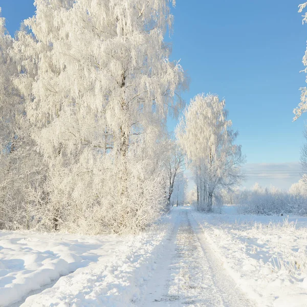 Pathway Snow Covered Forest Park Sunny Day Mighty Trees Frost — Zdjęcie stockowe