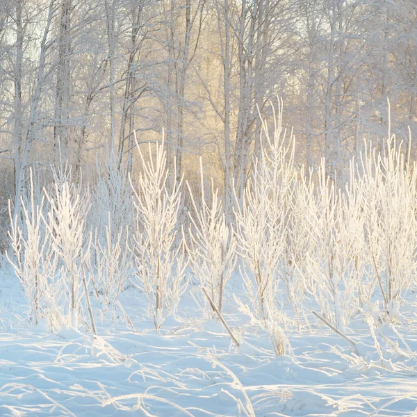 Kar fırtınasından sonra her yer karla kaplandı. Genç yaprak döken ağaçlar. Atmosferik manzara. Kış Harikalar Diyarı. Doğa, ormanların yok edilmesi, ormanların yeniden ağaçlandırılması, çevre, ekoloji