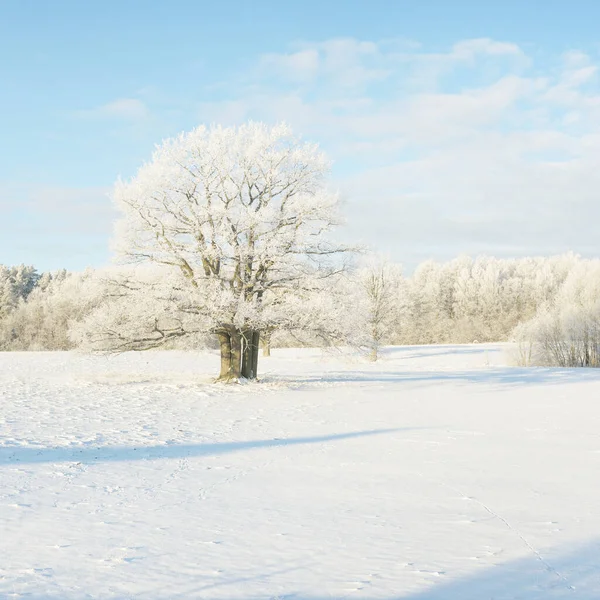 Chêne Puissant Champ Enneigé Traces Humaines Dans Une Neige Fraîche — Photo