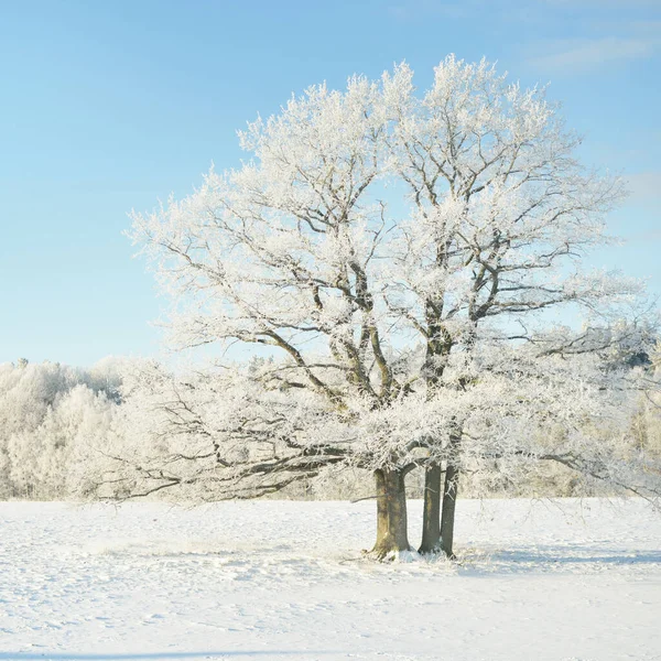 Kudretli meşe ağacı, karla kaplı tarla, taze karda insan izleri. Orman çayırı. Saf güneş ışığı. Kış Harikalar Diyarı. Ekoloji, eko turizm, çevre koruma, noel tatilleri, kayak