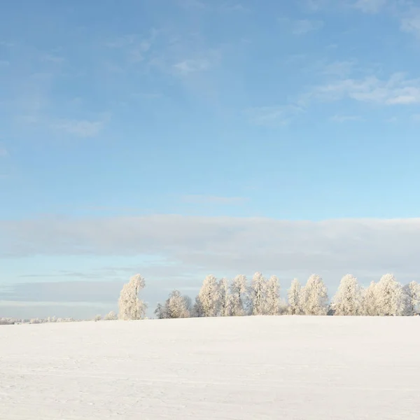 Forest Meadow Country Field Pure Sunlight Clear Blue Sky Winter — Photo