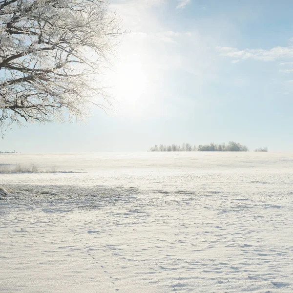 Kudretli meşe ağacı, karla kaplı tarla, taze karda insan izleri. Orman çayırı. Saf güneş ışığı. Kış Harikalar Diyarı. Ekoloji, eko turizm, çevre koruma, noel tatilleri, kayak