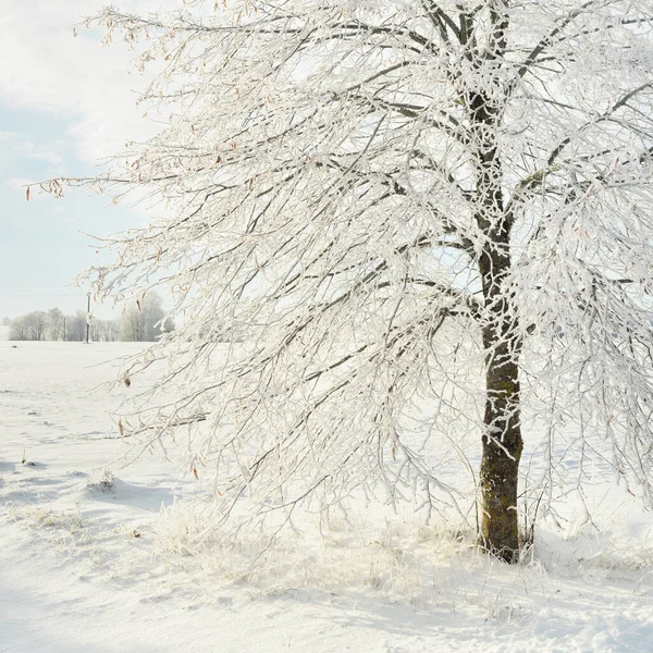 Schneebedeckte Bäume Sonnenlicht Pur Strahlend Blauer Himmel Winterwunderland Ökologie Ökotourismus — Stockfoto