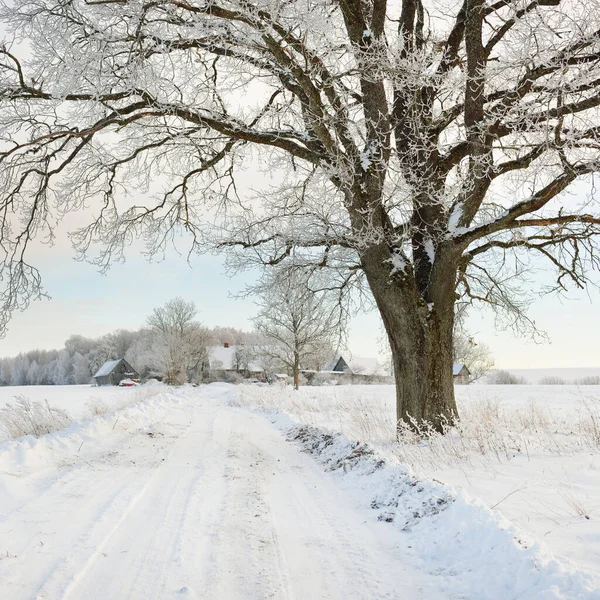 Güneşli bir günde karla kaplı tarlaların ve köyün içinden geçen yol. Arka plandaki kır evleri. Idyllic manzara. Noel tatilleri, eko turizm, yürüyüş, kayak, uzak yerler, off-road teması