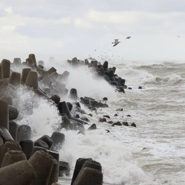 Baltic Sea Fog Waves Splashing Water Storm Breakwaters Flying Seagulls — Photo