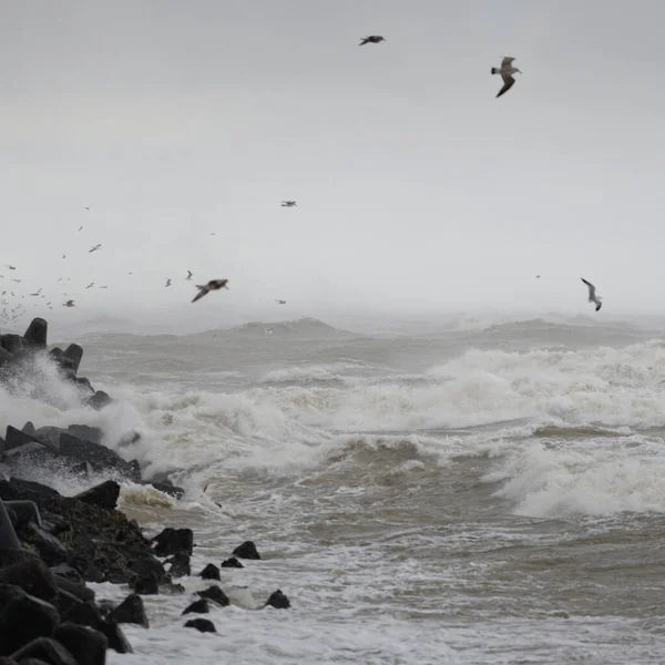 Balti Tenger Ködben Hullámok Fröcskölő Víz Vihar Törésvíz Repülő Sirályok — Stock Fotó