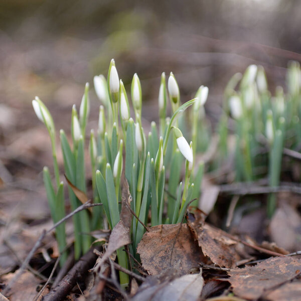 Small snowdrop wildflowers (Galanthus) in the forest. Flower bud. Warm winter, early spring in Europe. Symbol of purity, peace, joy. Beginning, Easter concept. Nature, environment, ecology