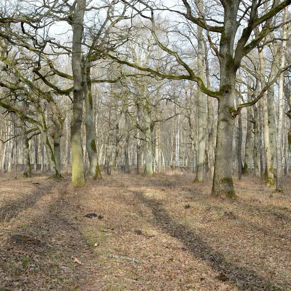 Vägen Genom Skogsparken Höstfärger Mjukt Solljus Mäktiga Träd Torra Växter — Stockfoto