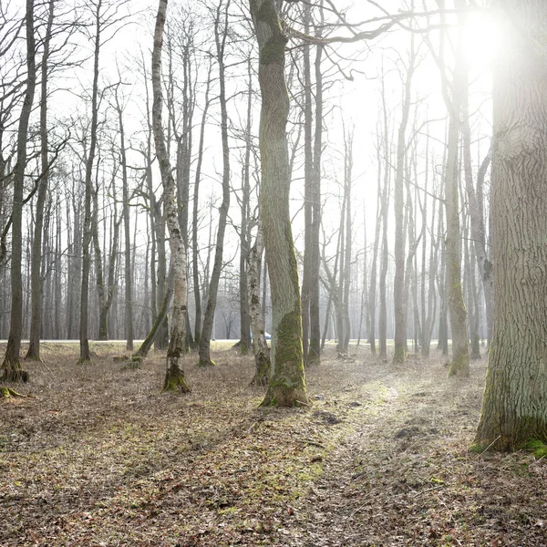 Orman parkına giden yol. Sonbahar renkleri, yumuşak güneş ışığı. Güçlü ağaçlar, kuru bitkiler, yosun, altın yapraklar. Baharın başında. Atmosferik manzara. Doğa, çevre. Panoramik görünüm