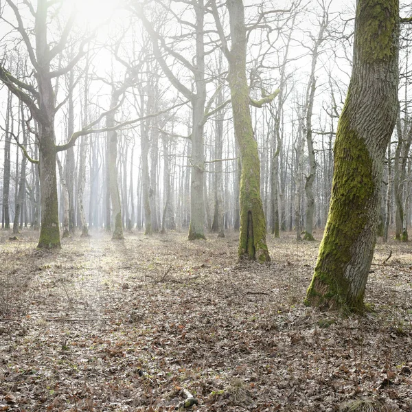 Orman parkına giden yol. Sonbahar renkleri, yumuşak güneş ışığı. Güçlü ağaçlar, kuru bitkiler, yosun, altın yapraklar. Baharın başında. Atmosferik manzara. Doğa, çevre. Panoramik görünüm