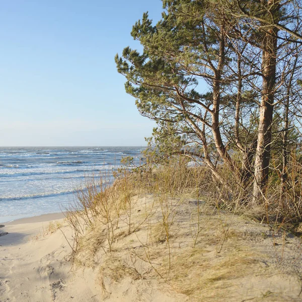 Baltic Sea Storm Sand Dunes Golden Dune Grass Evergreen Pine — стоковое фото
