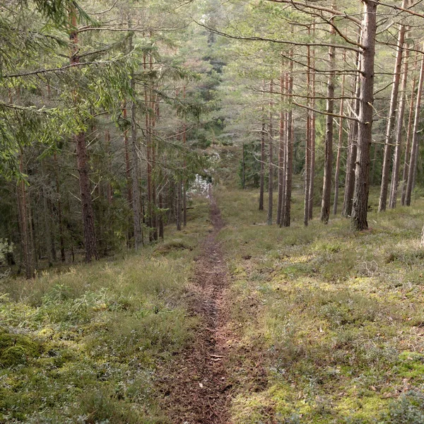 Görkemli Evergreen Ormanı. Güçlü çam ve çam ağaçları, yosun, eğrelti otu, bitkiler. Yumuşak güneş ışığı. Baharın başında. Saf doğa. Ekoloji, yürüyüş, temiz hava, sağlıklı yaşam tarzı kavramları.
