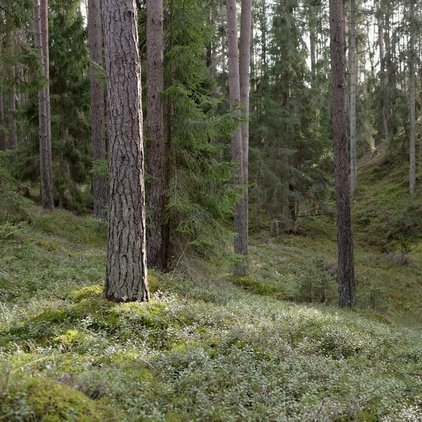 Görkemli Evergreen Ormanı. Güçlü çam ve çam ağaçları, yosun, eğrelti otu, bitkiler. Yumuşak güneş ışığı. Baharın başında. Saf doğa. Ekoloji, yürüyüş, temiz hava, sağlıklı yaşam tarzı kavramları.
