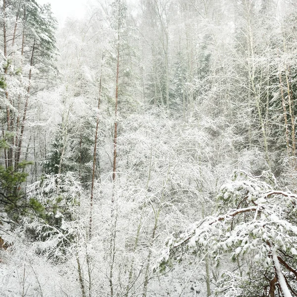 Colinas Cubiertas Nieve Majestuoso Bosque Siempreverde Poderosos Pinos Abetos Troncos — Foto de Stock