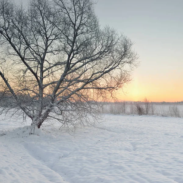 Gün doğumunda karla kaplı alanın (orman çayırı) atmosferik manzarası. Saf altın güneş ışığı. Kar tepeleri. Kış Harikalar Diyarı. Mevsimler, eko-turizm, Noel tatilleri, uzak yerler, off-road