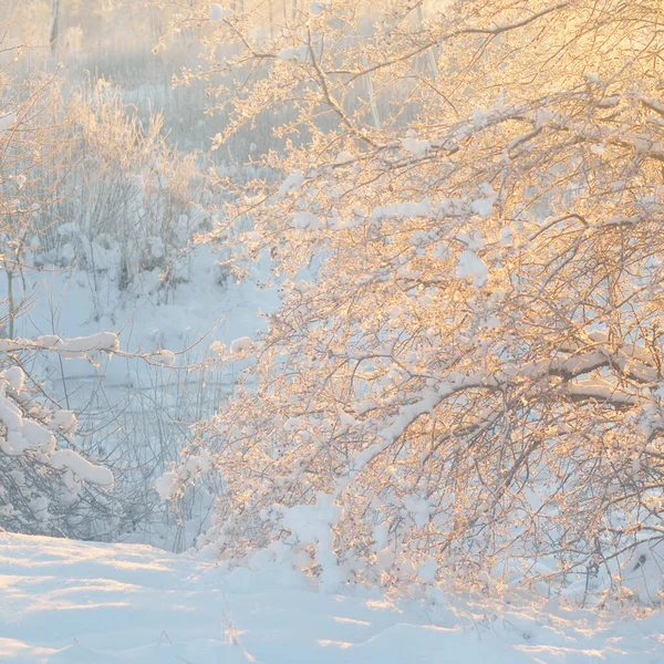 Sfeervol Landschap Van Besneeuwde Groenblijvende Bossen Bij Zonsopgang Puur Gouden — Stockfoto