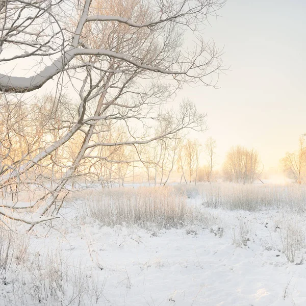 Atmospheric Landscape Snow Covered Evergreen Forest Sunrise Pure Golden Sunlight — Fotografia de Stock