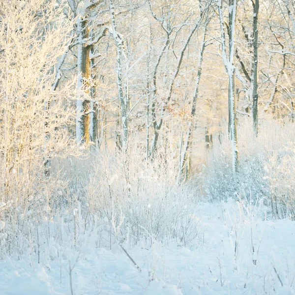 Atmospheric Landscape Snow Covered Evergreen Forest Sunrise Pure Golden Sunlight — Stock fotografie