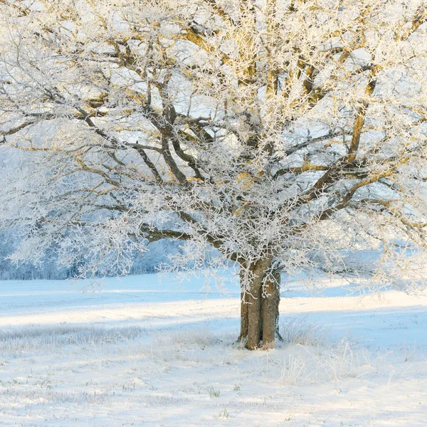 Kudretli meşe ağacı, karla kaplı tarla, taze karda insan izleri. Orman çayırı. Saf güneş ışığı. Kış Harikalar Diyarı. Ekoloji, eko turizm, çevre koruma, noel tatilleri, kayak