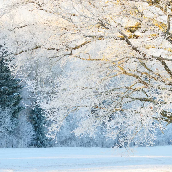 Mighty Oak Tree Snow Covered Field Human Tracks Fresh Snow — Photo