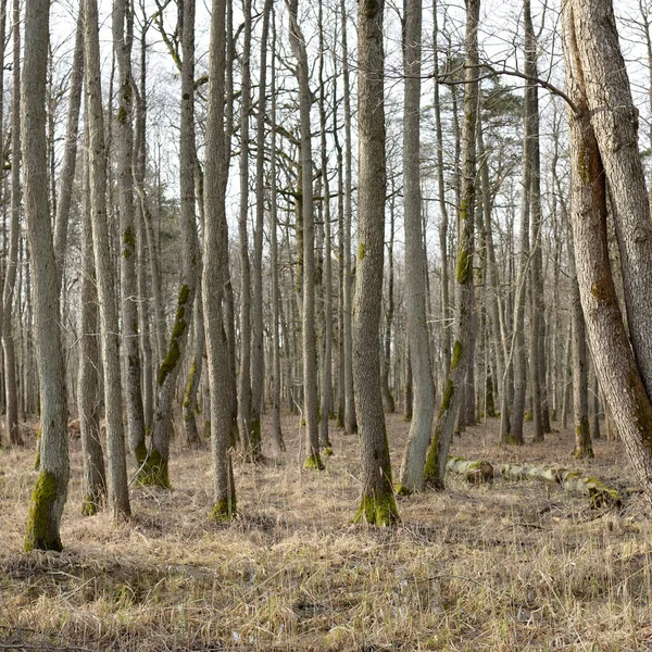 Vägen Genom Skogsparken Höstfärger Mjukt Solljus Mäktiga Träd Torra Växter — Stockfoto