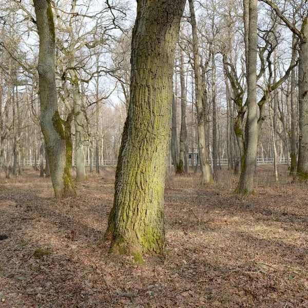 Orman parkına giden yol. Sonbahar renkleri, yumuşak güneş ışığı. Güçlü ağaçlar, kuru bitkiler, yosun, altın yapraklar. Baharın başında. Atmosferik manzara. Doğa, çevre. Panoramik görünüm