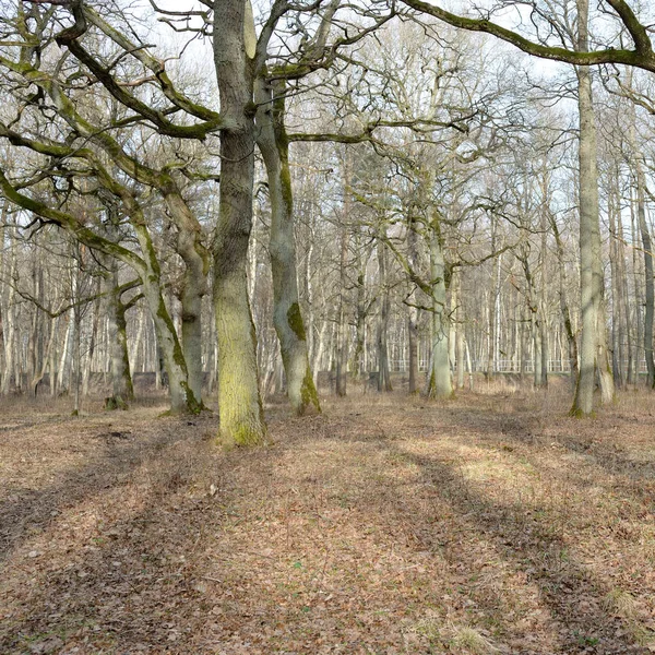 Orman parkına giden yol. Sonbahar renkleri, yumuşak güneş ışığı. Güçlü ağaçlar, kuru bitkiler, yosun, altın yapraklar. Baharın başında. Atmosferik manzara. Doğa, çevre. Panoramik görünüm