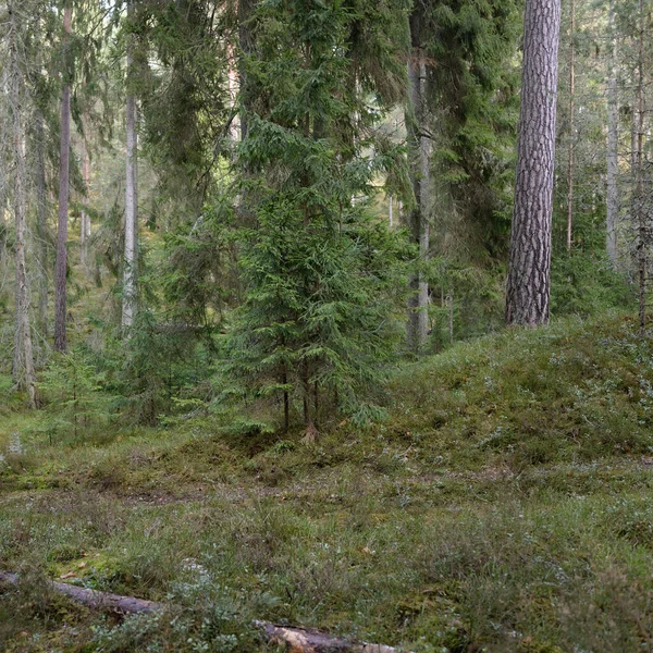 Görkemli Evergreen Ormanı. Güçlü çam ve çam ağaçları, yosun, eğrelti otu, bitkiler. Yumuşak güneş ışığı. Baharın başında. Saf doğa. Ekoloji, yürüyüş, temiz hava, sağlıklı yaşam tarzı kavramları.