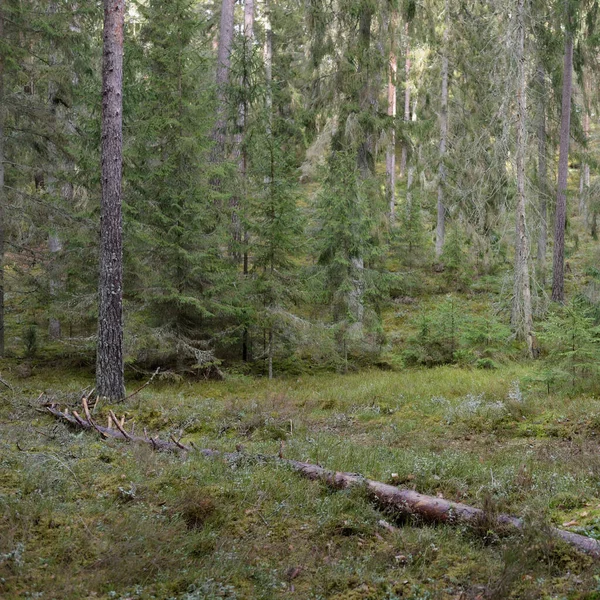 Majestic Evergreen Forest Mighty Pine Spruce Trees Moss Fern Plants — стоковое фото