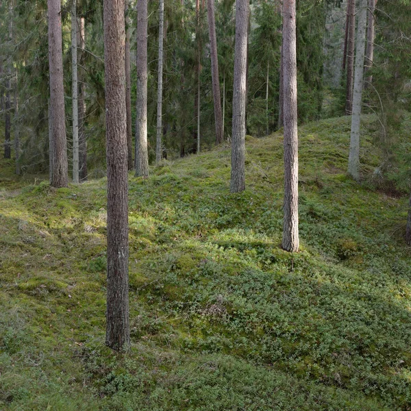Görkemli Evergreen Ormanı. Güçlü çam ve çam ağaçları, yosun, eğrelti otu, bitkiler. Yumuşak güneş ışığı. Baharın başında. Saf doğa. Ekoloji, yürüyüş, temiz hava, sağlıklı yaşam tarzı kavramları.