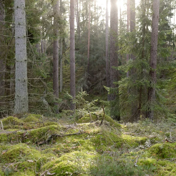 Görkemli Evergreen Ormanı. Güçlü çam ve çam ağaçları, yosun, eğrelti otu, bitkiler. Yumuşak güneş ışığı. Baharın başında. Saf doğa. Ekoloji, yürüyüş, temiz hava, sağlıklı yaşam tarzı kavramları.