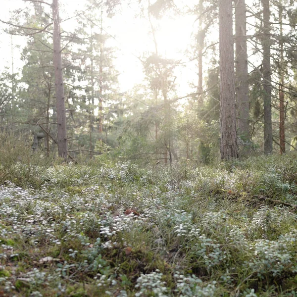 Majestuoso Bosque Siempreverde Poderosos Pinos Abetos Musgos Helechos Plantas Luz — Foto de Stock