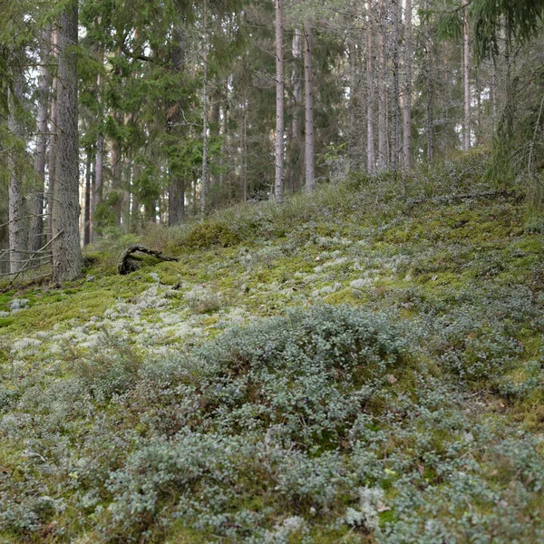 Majestic Evergreen Forest Mighty Pine Spruce Trees Moss Fern Plants — Fotografia de Stock