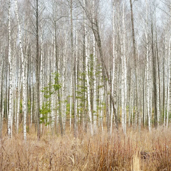 Forest Covered Hoarfrost First Snow Birch Pine Spruce Trees Early — 스톡 사진