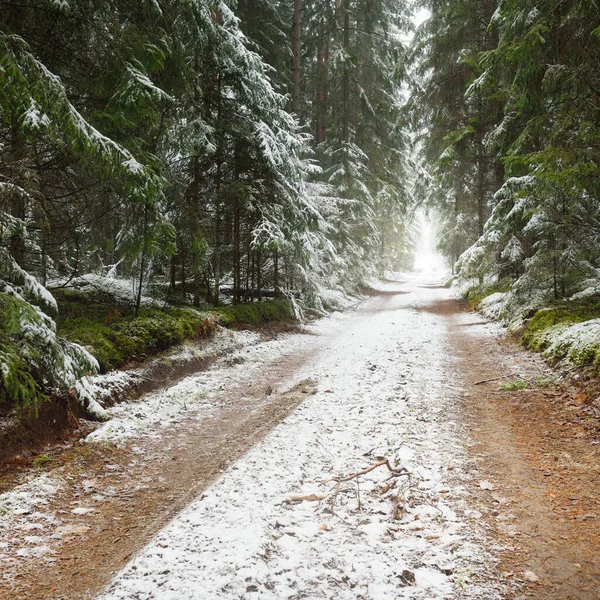 Bulutlu bir kış gününde görkemli karla kaplı Evergreen ormanında (kırsal yol, doğal tünel) yol. Güçlü çam ve çam ağaçları. Kar tepeleri, kar fırtınası. Noel tatilleri, eko-turizm